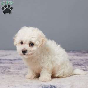 Pal, Bichon Frise Puppy